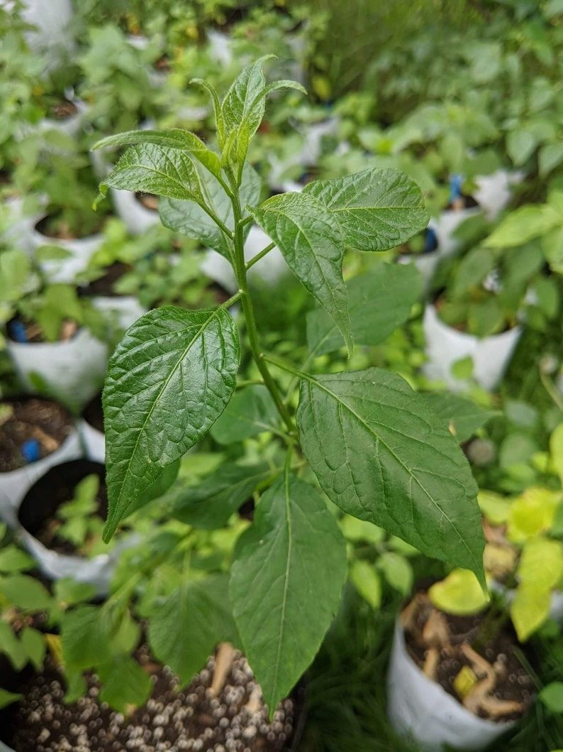 Capsicum Eximium Cap 500